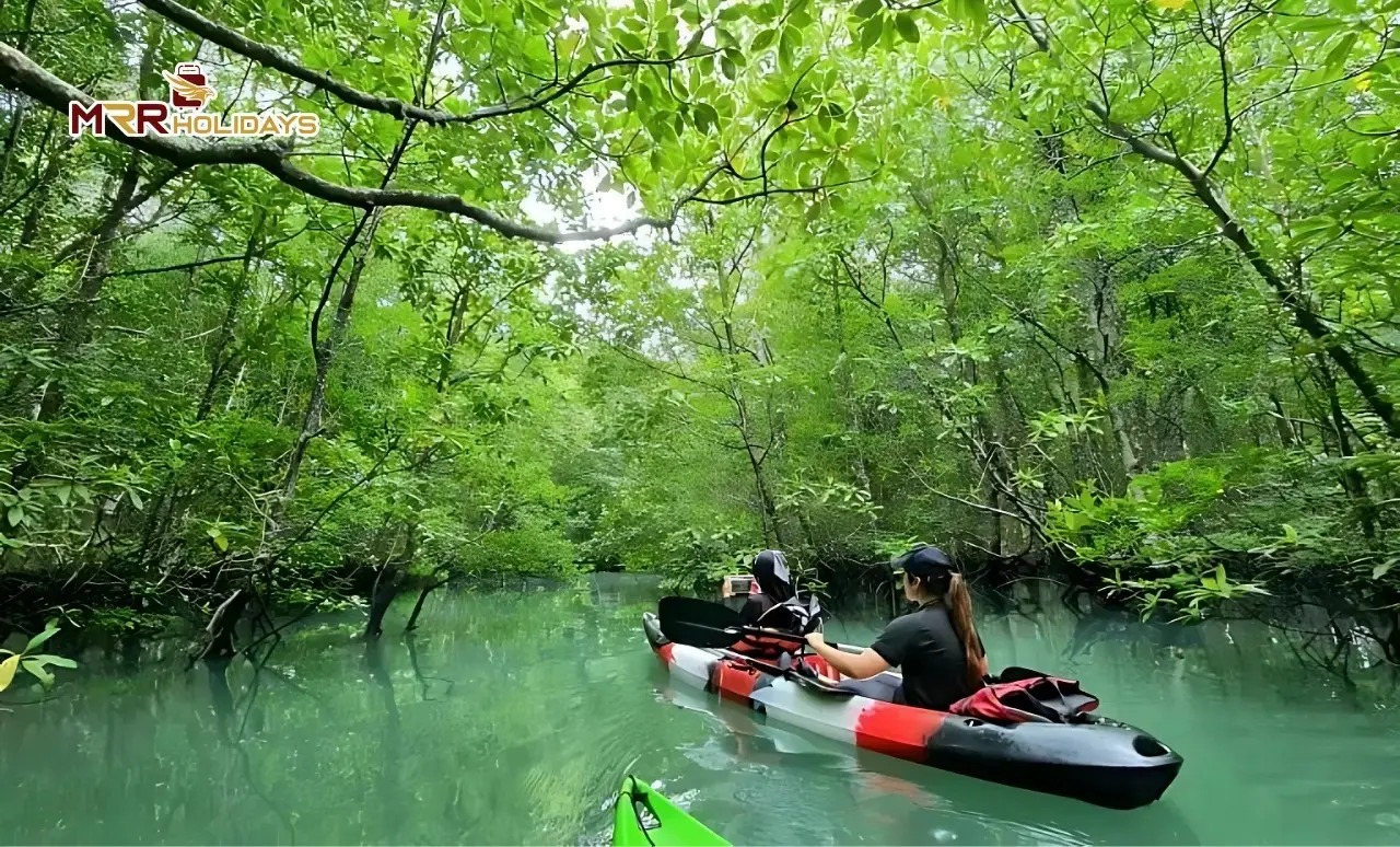Langkawi Mangrove Tour Image 2